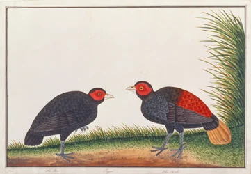 Feuerhahn ohne Kamm, aus Zeichnungen von Vögeln aus Malakka, ca. 1805-18